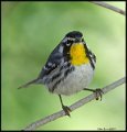 _7SB4050 yellow-throated warbler